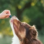 Dogs Comfort with CBD: The Savory Fix for Your Pet