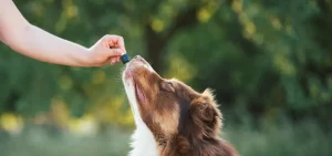 Dogs Comfort with CBD: The Savory Fix for Your Pet